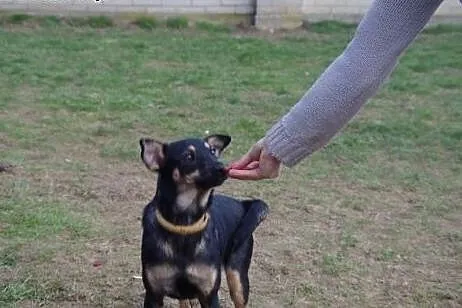 Amelka wesoła, energiczna niewielka suczka ADOPCJA