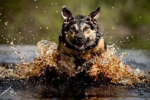 Łagodna Sara szuka domu na całe życie!,  mazowieck