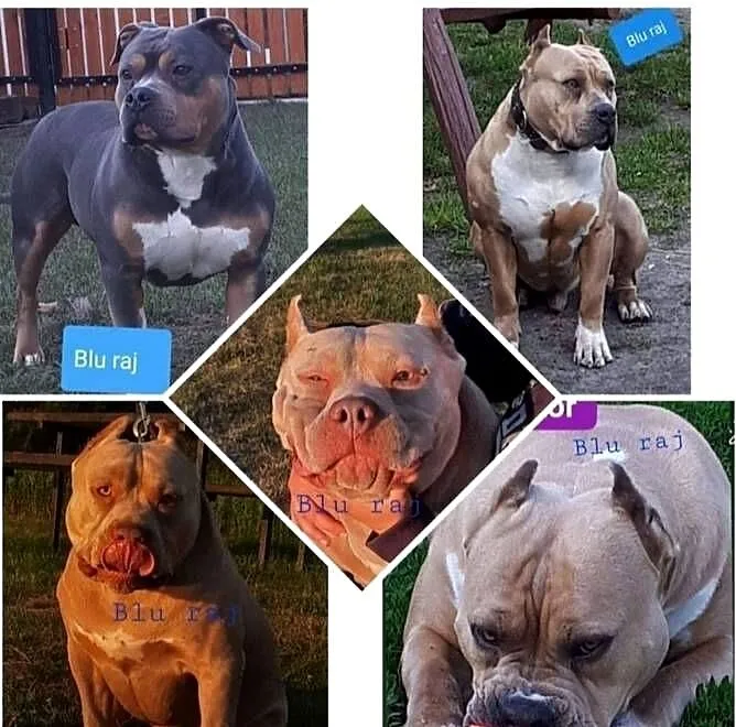 Facebook Blu raj hodowla Amstaff Instagram blu_raj, Lubelskie, Dęblin