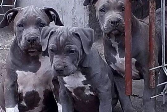 Facebook Blu raj hodowla Amstaff Instagram blu_raj, Lubelskie, Dęblin