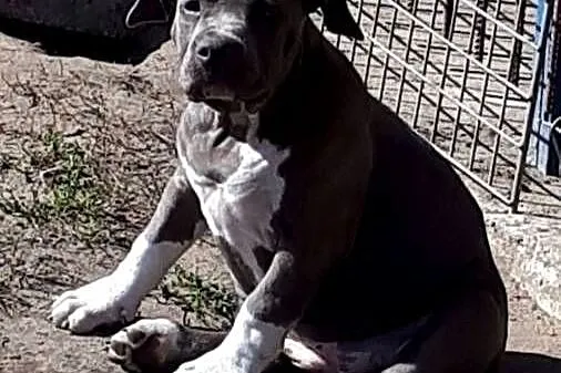 Facebook Blu raj hodowla Amstaff Instagram blu_raj, Lubelskie, Dęblin