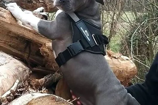 Facebook Blu raj hodowla Amstaff Instagram blu_raj, Lubelskie, Dęblin