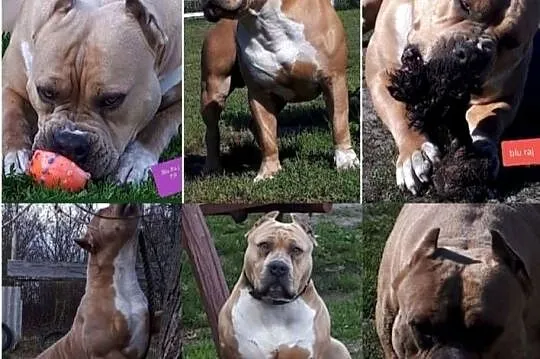 Facebook Blu raj hodowla Amstaff Instagram blu_raj, Lubelskie, Dęblin