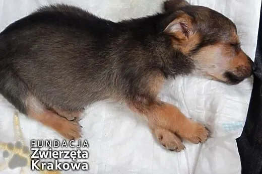 Filipinka słodka psinka,  małopolskie Kraków