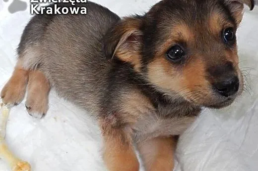 Filipinka słodka psinka,  małopolskie Kraków