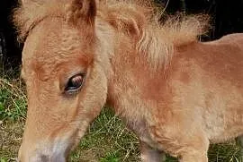 Na sprzedaż trzy kuce – możliwość zakupu pojedynczo lub w komplecie