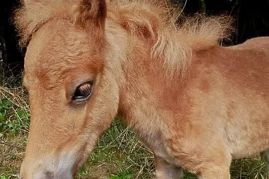 Na sprzedaż trzy kuce – możliwość zakupu pojedynczo lub w komplecie