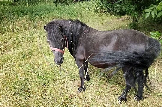Na sprzedaż trzy kuce – możliwość zakupu pojedynczo lub w komplecie, Lubelskie, Zawieprzyce