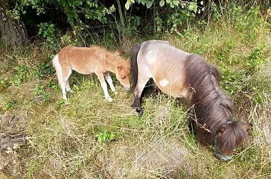 Na sprzedaż trzy kuce – możliwość zakupu pojedynczo lub w komplecie, Lubelskie, Zawieprzyce