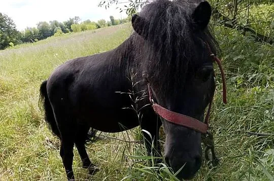 Na sprzedaż trzy kuce – możliwość zakupu pojedynczo lub w komplecie, Lubelskie, Zawieprzyce