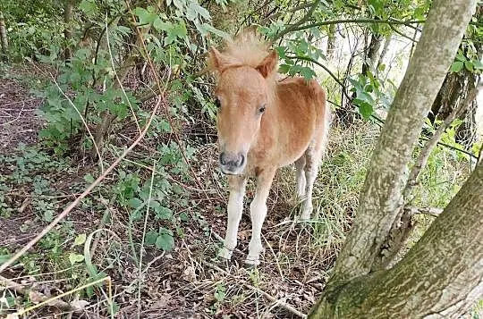 Na sprzedaż trzy kuce – możliwość zakupu pojedynczo lub w komplecie, Lubelskie, Zawieprzyce