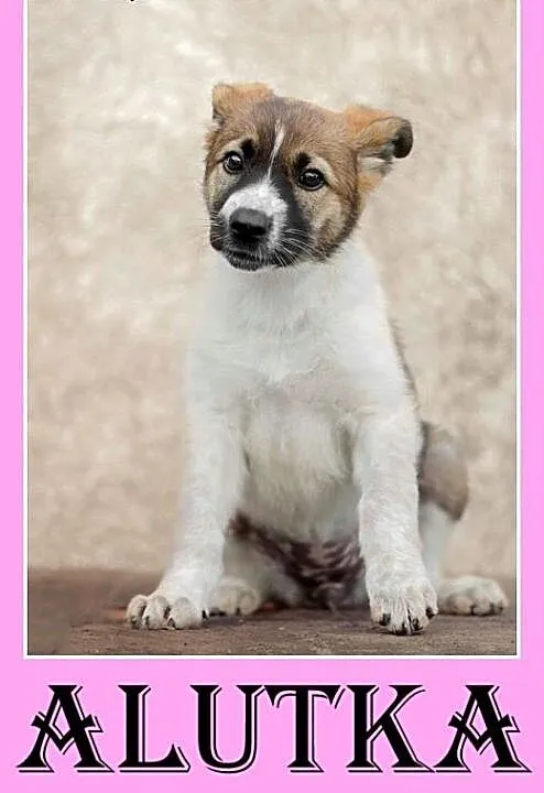 Szczeniaczek,suczka Alusia do pilnej adopcji, duża
