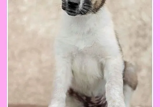 Szczeniaczek,suczka Alusia do pilnej adopcji, duża