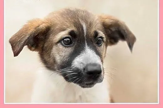 Szczeniaczek,suczka Alusia do pilnej adopcji, duża