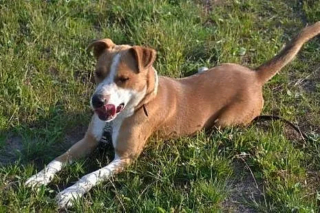 Bongo oddano do schroniska - znudził się? Pojawił 