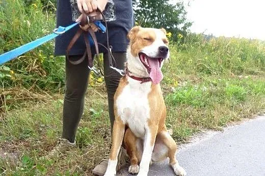 Bongo oddano do schroniska - znudził się? Pojawił 