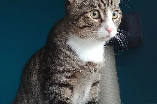 Pędzelek