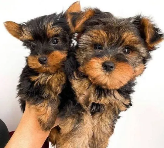 Piękne szczenięta Yorkshire Terrier, pies i suczka (burdentom022@gmail.com)