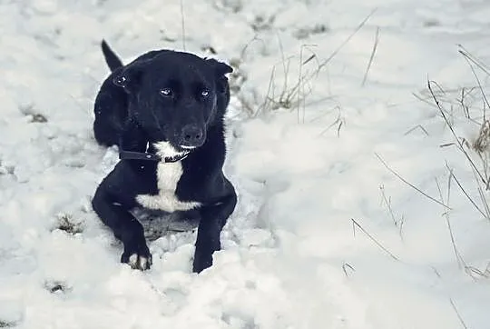 Pepper, cudowna sunia w typie border colie wciąż w