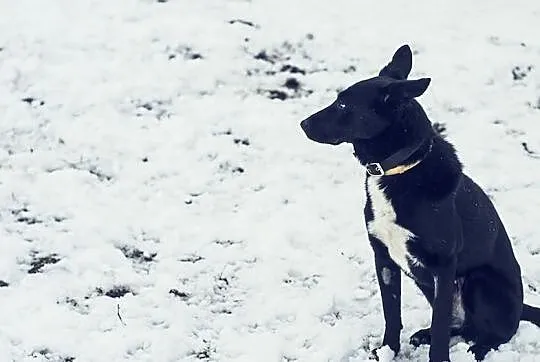 Pepper, cudowna sunia w typie border colie wciąż w