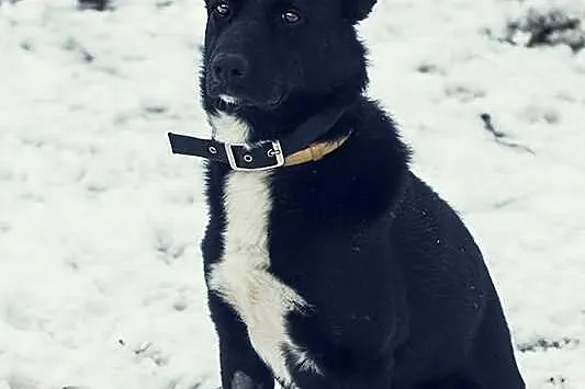 Pepper, cudowna sunia w typie border colie wciąż w