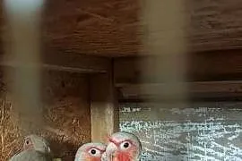 Rudosterki red face pineple i red sanczeki