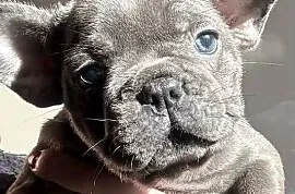 Przepiękne buldogi francuskie blue niebieskie