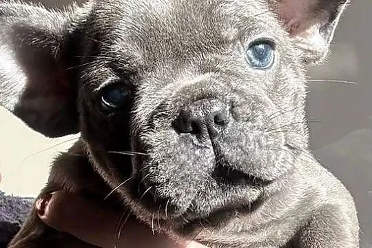 Przepiękne buldogi francuskie blue niebieskie, Dolnośląskie, Wrocław