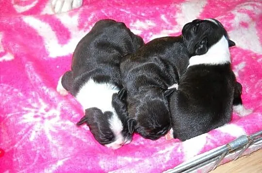 Buldog farancuski ładne szczeniaki po błekitnym oj