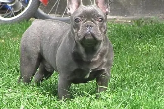 Buldog farancuski ładne szczeniaki po błekitnym oj