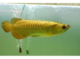 Arowana PLATYNOWA - Osteoglossum bicirrhosum...................*