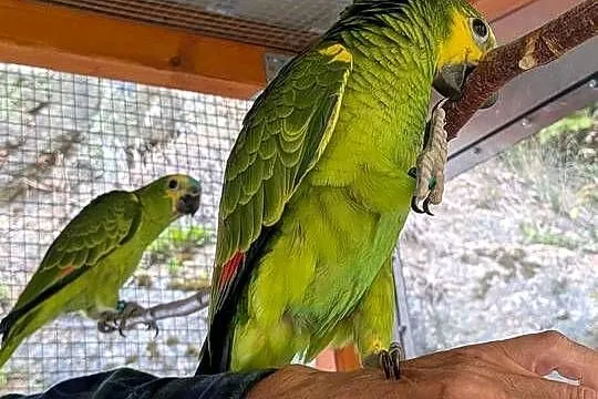 Amazonki niebieskoczelne - dwie samice, Dolnośląskie, Jelenia Góra