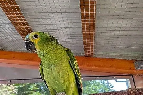 Amazonki niebieskoczelne - dwie samice, Dolnośląskie, Jelenia Góra