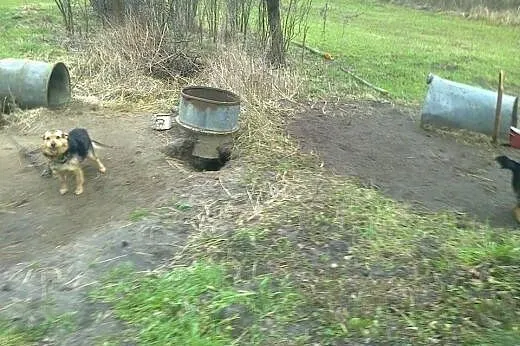 Dwa pieski, wspólnie przeszły przez piekło, szukaj