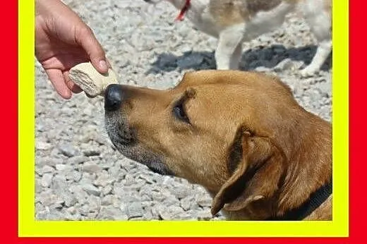 35kg,5lat,jest dobrym stróżem,wierny,czujny,pies DRAKO,  małopolskie Kraków