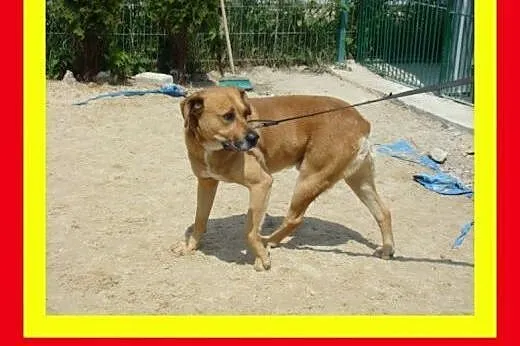 35kg,5lat,jest dobrym stróżem,wierny,czujny,pies D