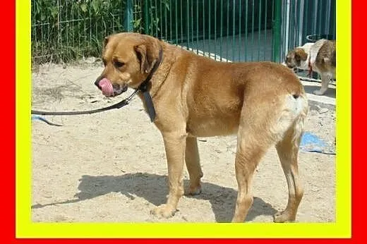 35kg,5lat,jest dobrym stróżem,wierny,czujny,pies D