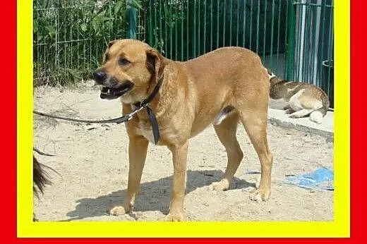 35kg,5lat,jest dobrym stróżem,wierny,czujny,pies D