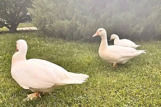 Kaczki francuskie białe – odchowane parki i pojedyncze sztuki, Dolnośląskie, Zgorzelec