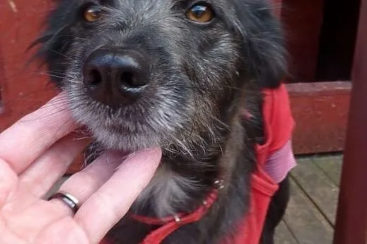 Kaja – - prawdziwy diament do adopcji,  