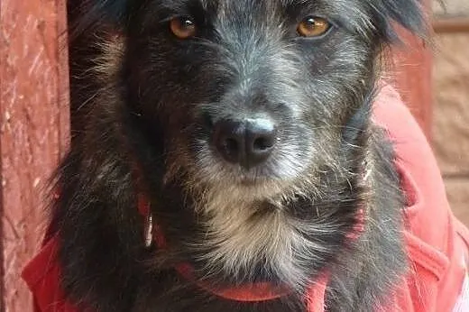 Kaja – - prawdziwy diament do adopcji,  