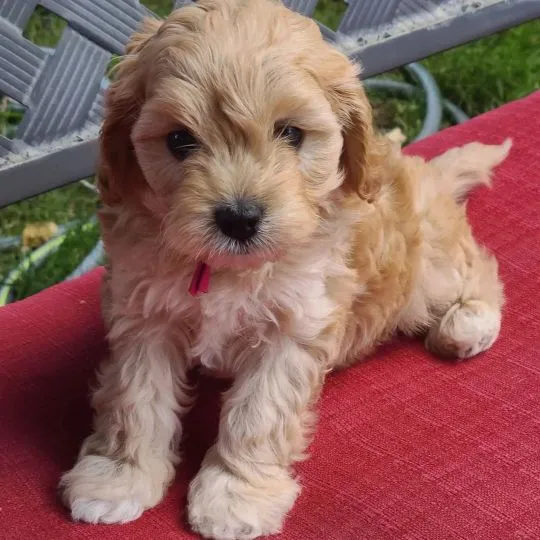 Cavapoo, Cavapoo, idealny szczeniak dla Ciebie i Twoich dzieci