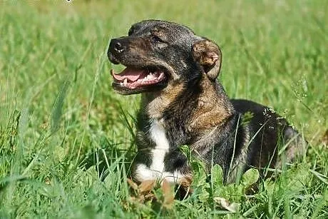 Berta-wyjątkowa suczka do adopcji ,  dolnośląskie 