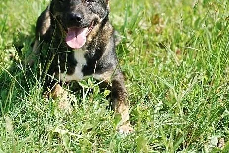 Berta-wyjątkowa suczka do adopcji ,  dolnośląskie 