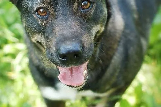 Berta-wyjątkowa suczka do adopcji ,  dolnośląskie 