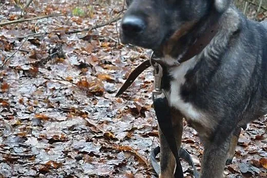 Berta-wyjątkowa suczka do adopcji ,  dolnośląskie 