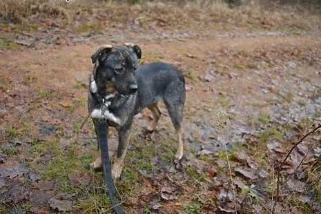 Berta-wyjątkowa suczka do adopcji ,  dolnośląskie 