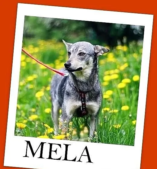 MELA-mała 9kg, młodas,łagodna,przyjazna,sterylizow
