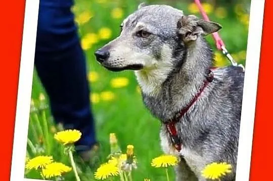 MELA-mała 9kg, młodas,łagodna,przyjazna,sterylizow