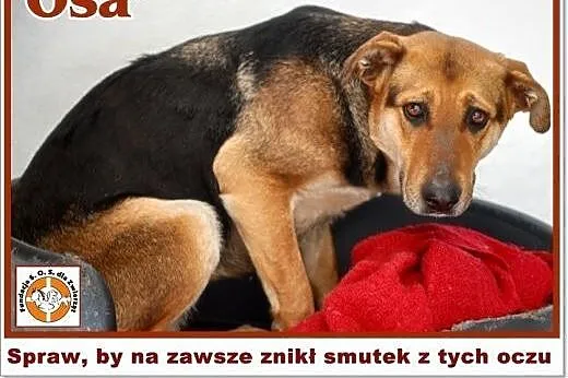 OSA - opiekun wirtualny potrzebny od zaraz,  śląskie Chorzów